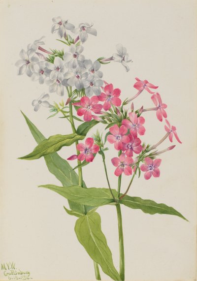 Phlox paniculé - Mary Vaux Walcott