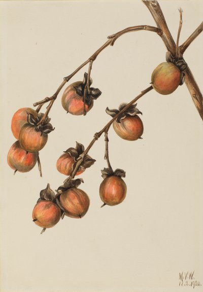 Plaqueminier Diospyros virginiana, 1920 - Mary Vaux Walcott