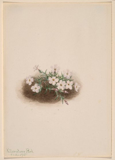 Phlox - Mary Vaux Walcott