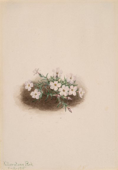 Phlox - Mary Vaux Walcott