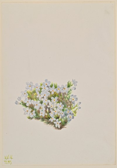 Phlox Phlox caespitosa - Mary Vaux Walcott