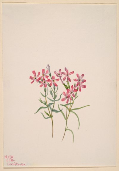 Phlox stansburyi - Mary Vaux Walcott