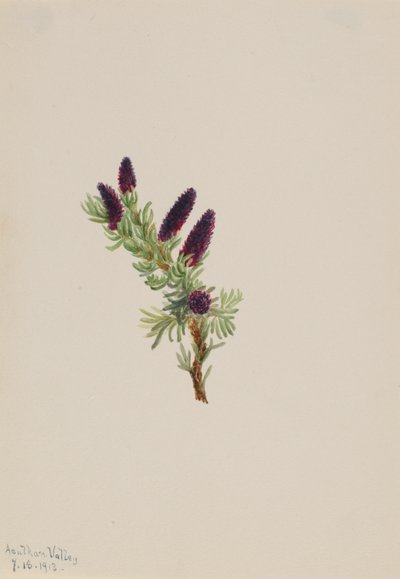 Picea engelmanni - Mary Vaux Walcott