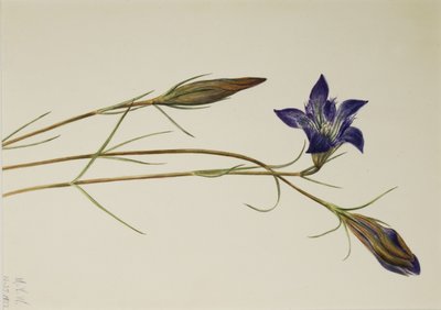 Gentiane de Pinebarren (Gentiana porphyrio) - Mary Vaux Walcott