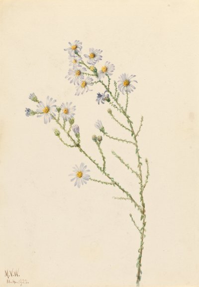 Aster des pinèdes (Aster squarrosus) - Mary Vaux Walcott