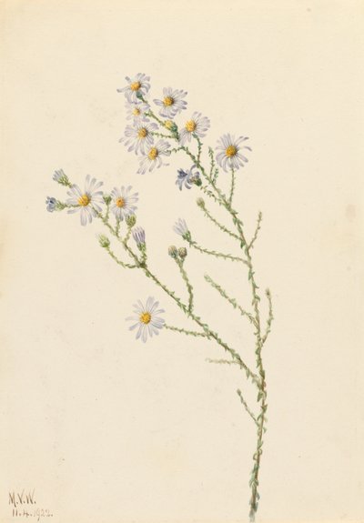 Aster squarrosus - Mary Vaux Walcott