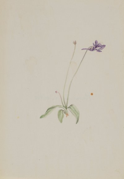 Pinguicula vulgaris - Mary Vaux Walcott