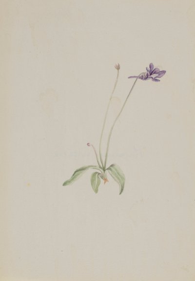 Pinguicula vulgaris, début des années 1930 - Mary Vaux Walcott