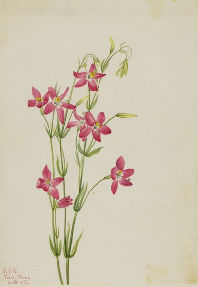 Centaurium rose (Centaurium venustum) - Mary Vaux Walcott