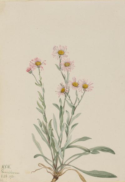 Vergerette rose Erigeron caespitosus, 1921 - Mary Vaux Walcott