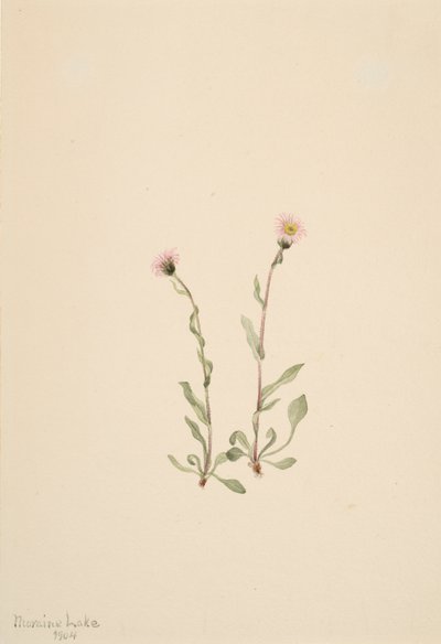 Vergerette rose Erigeron jucundus, 1904 - Mary Vaux Walcott