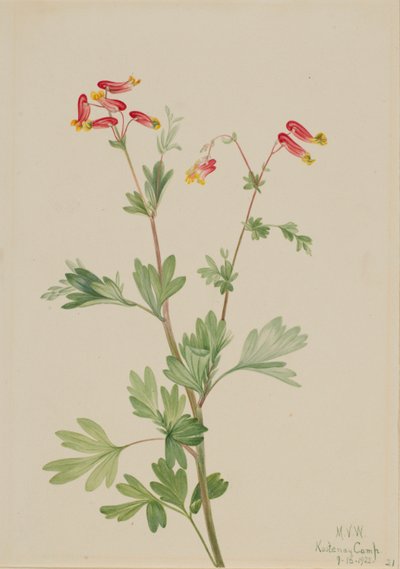 Capnoides sempervirens (Capnoides sempervirens) - Mary Vaux Walcott