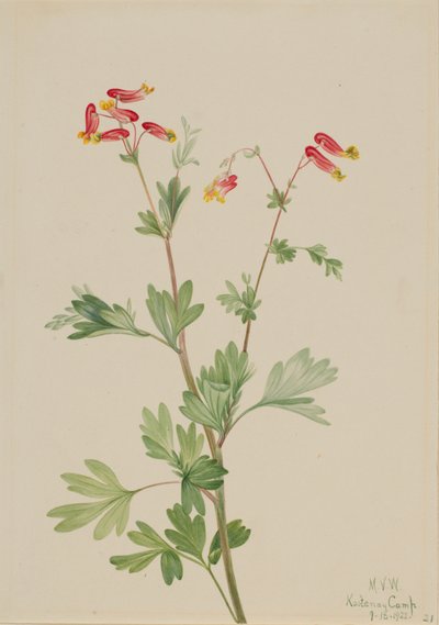 Capnoides sempervirens rose - Mary Vaux Walcott