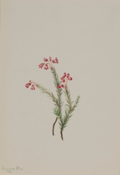 Bruyère rose (Phyllodoce empetriformis) - Mary Vaux Walcott