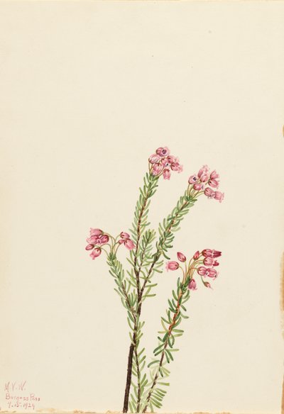 Bruyère des Montagnes Roses - Mary Vaux Walcott