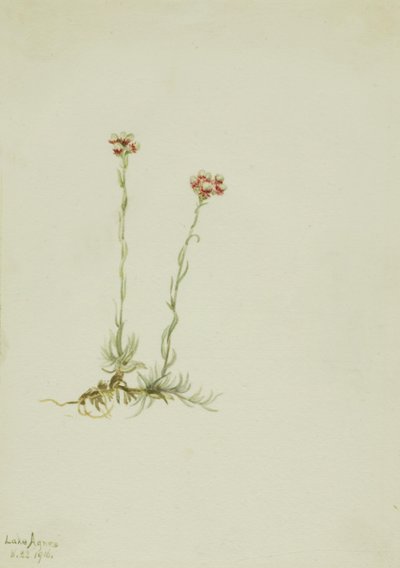 Antenne rose (Antennaria rosea) - Mary Vaux Walcott