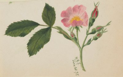 Rose rose - Mary Vaux Walcott