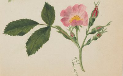 Rose rose, 1875 - Mary Vaux Walcott