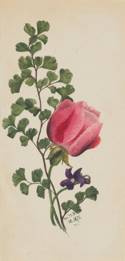 Rose rose avec violette - Mary Vaux Walcott