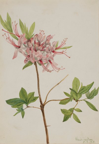Pinxter Bloom (Azalea nudiflora) - Mary Vaux Walcott