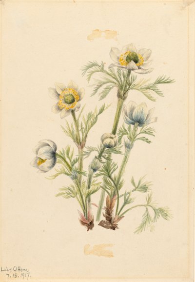 Anémone plumeuse Pulsatilla occidentalis - Mary Vaux Walcott