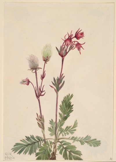 Fumée des prairies (Sieversia ciliata) - Mary Vaux Walcott