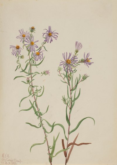 Aster des prairies Aster campestris, 1923 - Mary Vaux Walcott