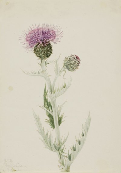 Chardon des prairies (Cirsium undulatum) - Mary Vaux Walcott