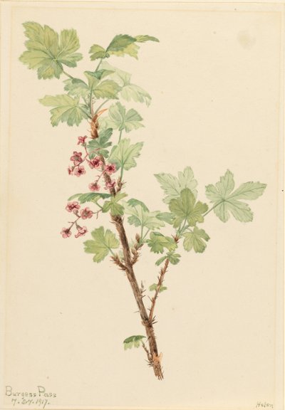 Groseille épineuse (Ribes lacustre) - Mary Vaux Walcott