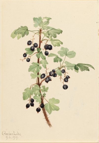 Groseille épineuse (Ribes lacustre) - Mary Vaux Walcott