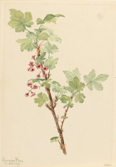 Groseillier épineux Ribes lacustre, 1917 - Mary Vaux Walcott