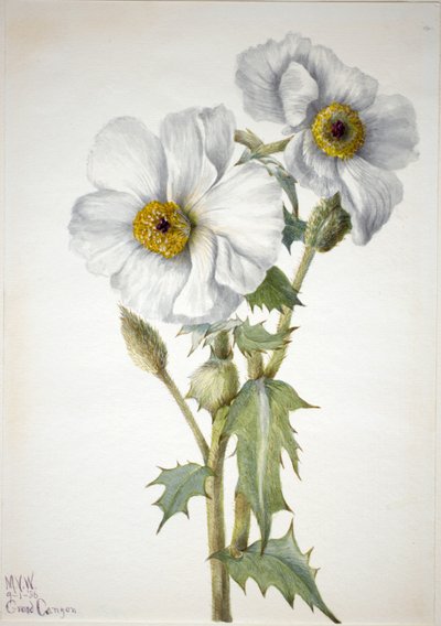 Pavot épineux (Argemone hispeda) - Mary Vaux Walcott