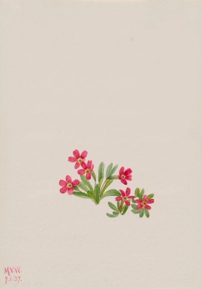 Primevère Primula angustifolia - Mary Vaux Walcott