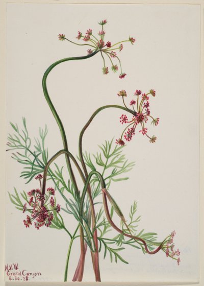 Pseudocymopterus montanus - Mary Vaux Walcott