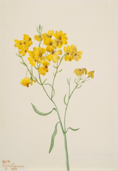 Psilostrophe sparsiflora - Mary Vaux Walcott