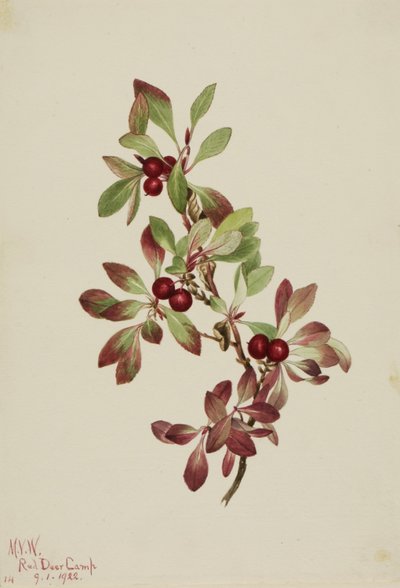 Arctus alpina (Arctous alpina) - Mary Vaux Walcott