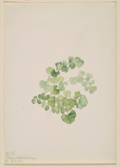 Puccoon (Lithospermum ruderale) - Mary Vaux Walcott