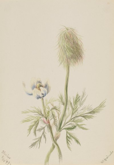 Pulsatilla occidentalis, 1899 - Mary Vaux Walcott