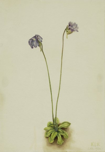 Pinguicula elatior - Mary Vaux Walcott
