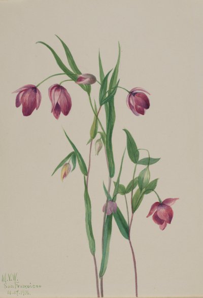 Lanterne de fée pourpre (Calochortus anoenum) - Mary Vaux Walcott