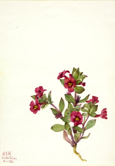 Mimulus bigelovii - Mary Vaux Walcott