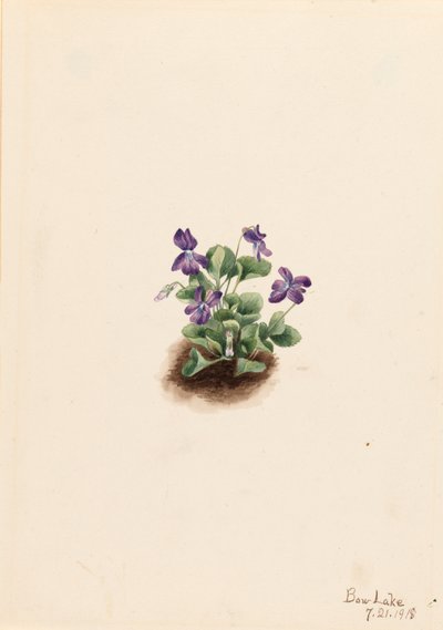 Violette des montagnes violettes Viola adunca, 1918 - Mary Vaux Walcott