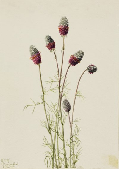Prairieclover pourpre Petalostemon purpureum, 1927 - Mary Vaux Walcott