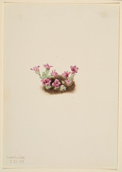 Saxifrage pourpre (Saxifrage oppositifolia) - Mary Vaux Walcott