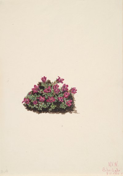 Saxifrage pourpre, 1924 - Mary Vaux Walcott