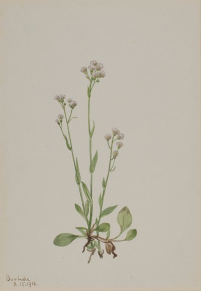 Antennaria racemosa - Mary Vaux Walcott