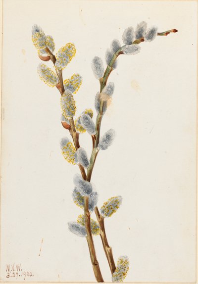 Saule discolore, 1920 - Mary Vaux Walcott
