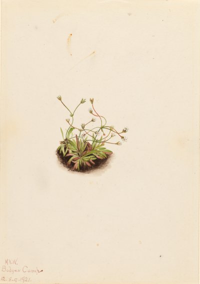Androsace pygmée (Androsace subumbellata) - Mary Vaux Walcott