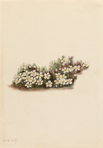 Pyxie (Pyxidanthera barbulata) - Mary Vaux Walcott