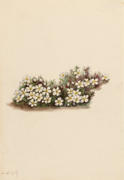 Pyxie Pyxidanthera barbulata - Mary Vaux Walcott